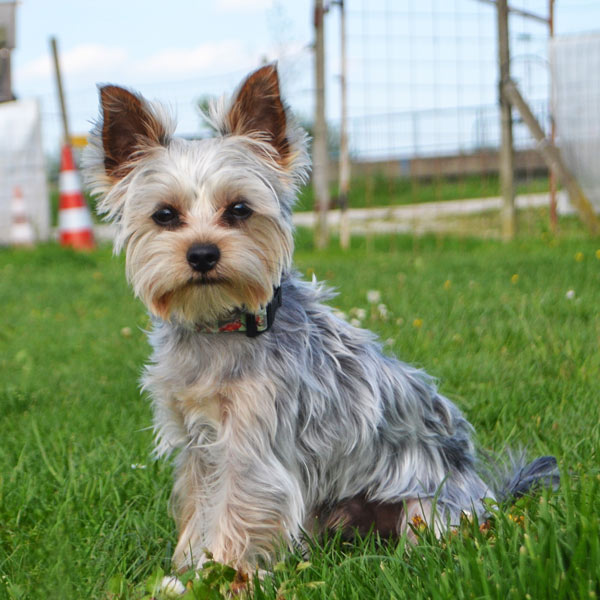 Jack, jorkširki terrier